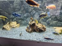 Aquarium juwel 450lt mit fische Rheinland-Pfalz - Ludwigshafen Vorschau