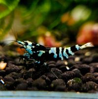 Black Nanashi Garnelen mit Blau-Anteil Caridina, 10€* Baden-Württemberg - Möglingen  Vorschau