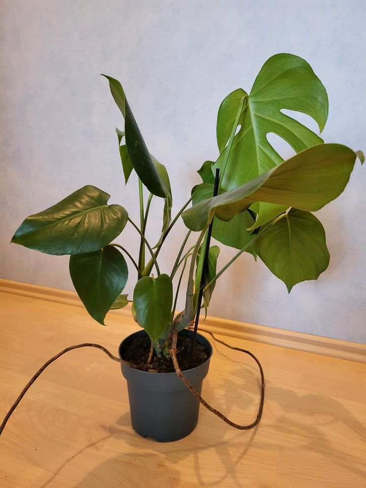 Fensterblatt Monstera Deliciosa Pflanze Zimmerpflanze in Hamburg