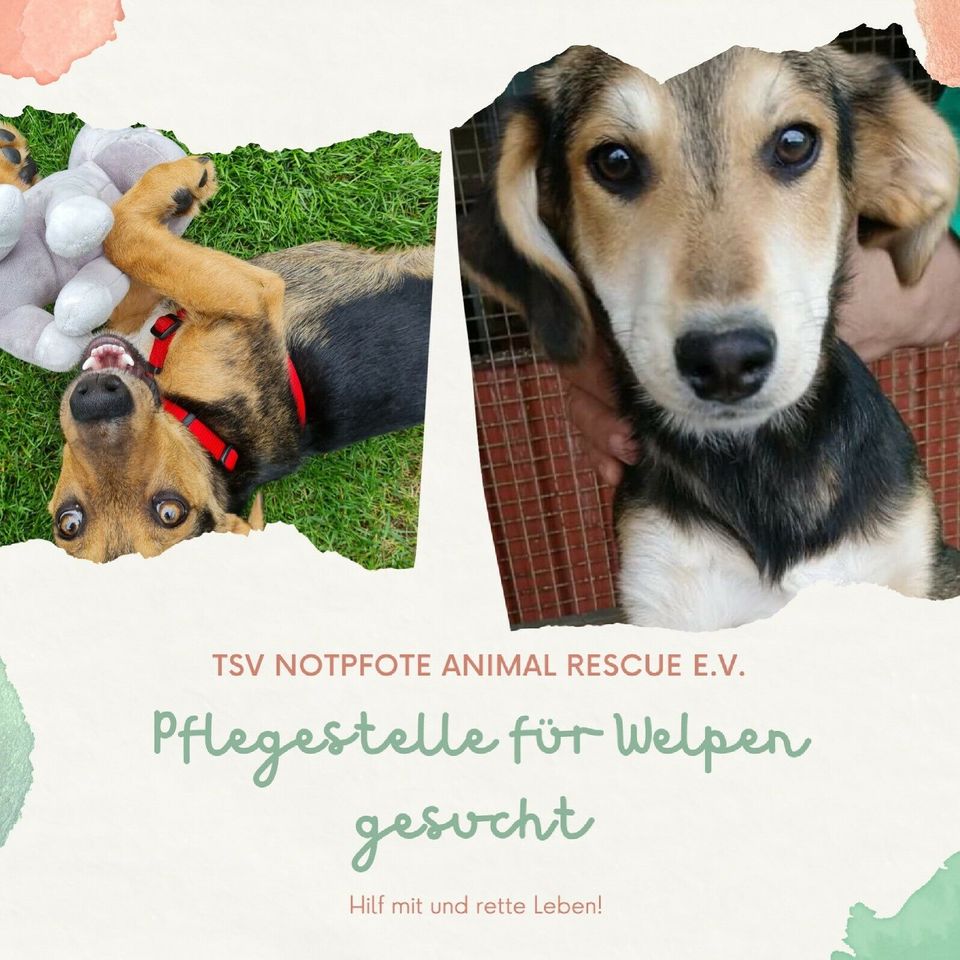 Pflegestellen für Welpen gesucht! ❤️ in Neuss