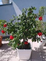 Gefüllter roter Hibiskus im Lechuza Topf zu verkaufen Nordrhein-Westfalen - Detmold Vorschau