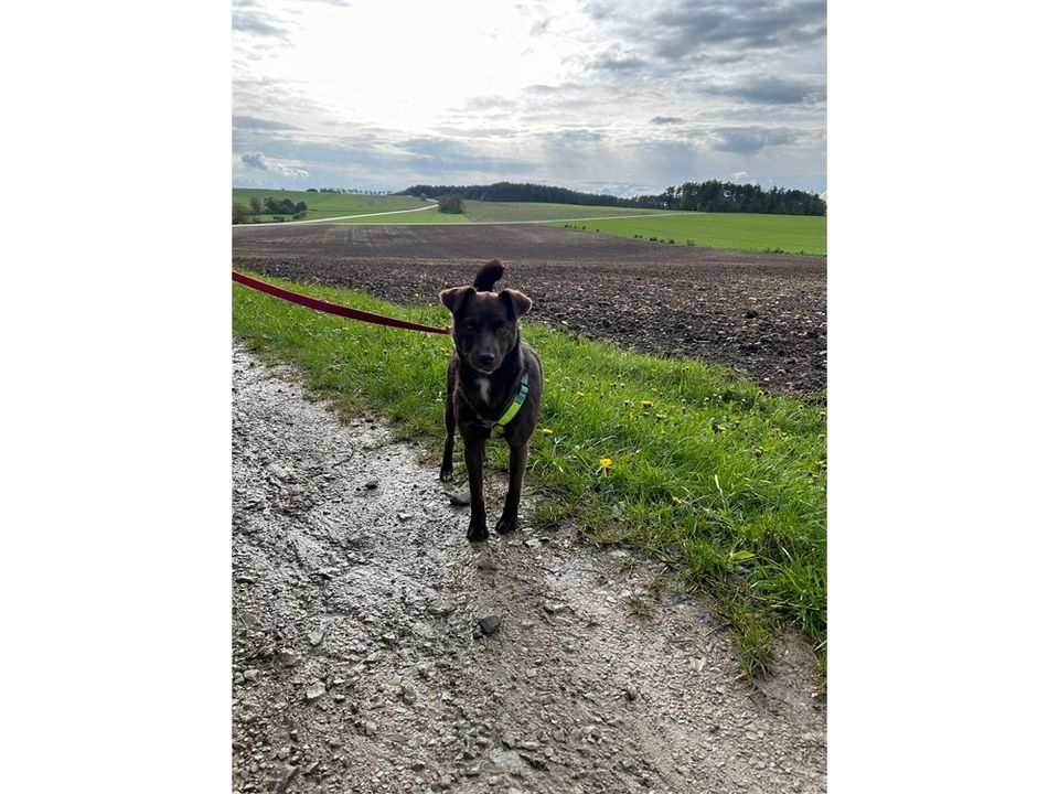 Gwinny - liebe und lustige Labrador Mix Hündin in Ebermannstadt