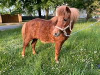 Ich gebe meine Pony Stute ab Brandenburg - Zinndorf Vorschau