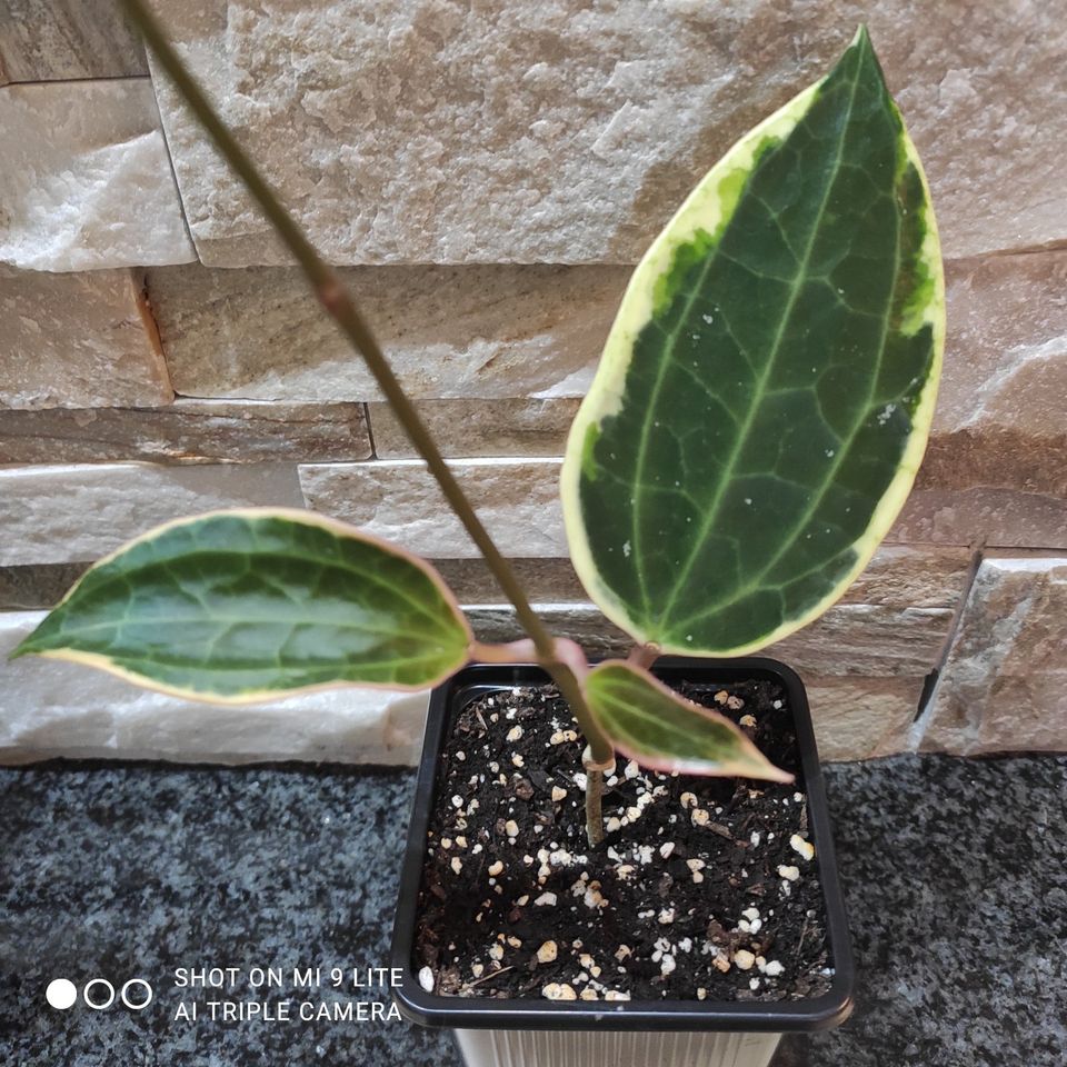 Hoya Macrophylla variegata, Jungpflanze mit Topf und Hoya-Substra in Friedrichsthal