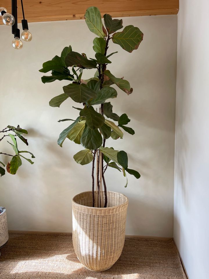 Ficus Lyrata Geigenfeige 3-stämmig 3 meter Zimmerpflanze in Krefeld