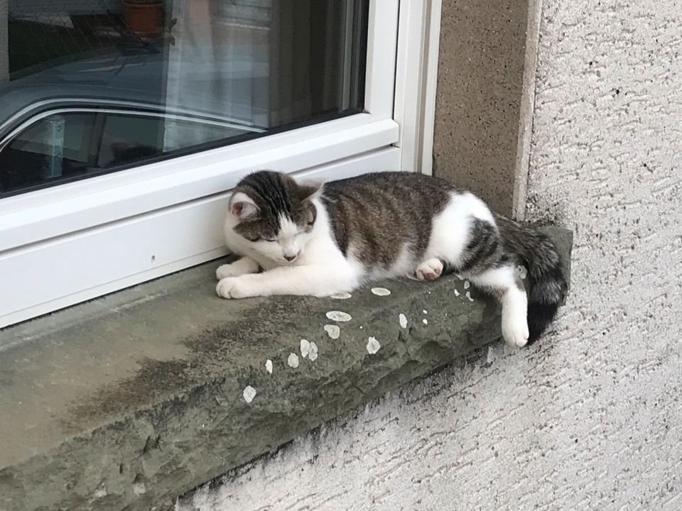 Katze vermisst in Anröchte