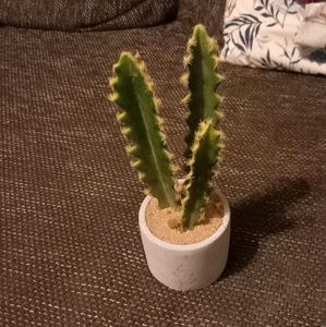 Kaktus Künstlich  Kleinanzeigen ist jetzt Kleinanzeigen