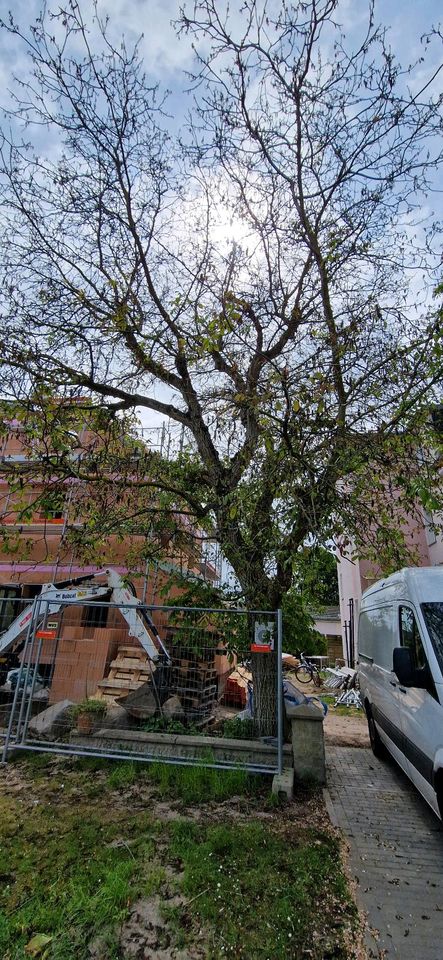 Walnusbaum zu verschenken in Falkensee