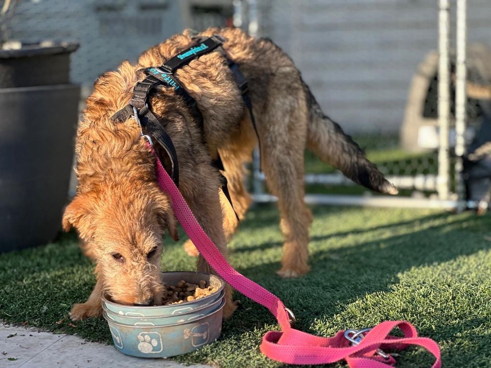 Foxterrier Mädchen Sarah sucht ihre Menschen in Memmingen