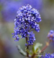 Hochstamm Säckelblume Blue Sapphire 80-100cm  Ceanothus impressus Niedersachsen - Bad Zwischenahn Vorschau