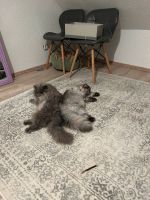 2  Britischkatzen suchen ein Zuhause Nordrhein-Westfalen - Remscheid Vorschau