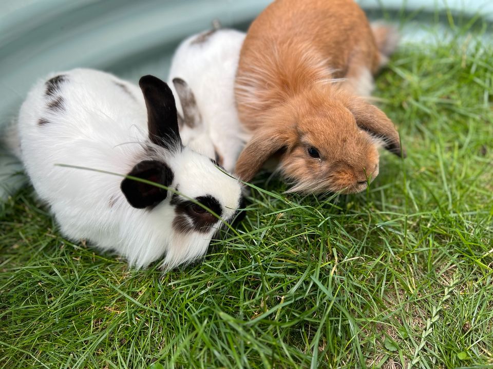 Kaninchen füttern hasensitter Urlaubsvertretung in Brigachtal