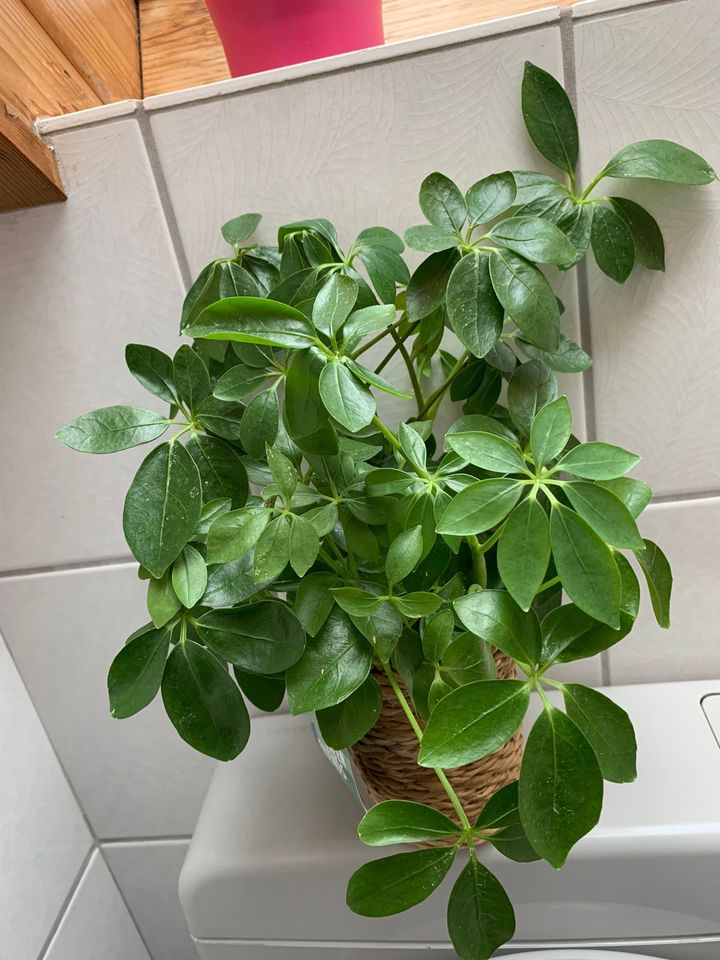 Zimmerpflanze Schefflera+ Übertopf in Markgröningen