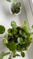 Pilea Ableger - je 1€ Baden-Württemberg - Hügelsheim Vorschau