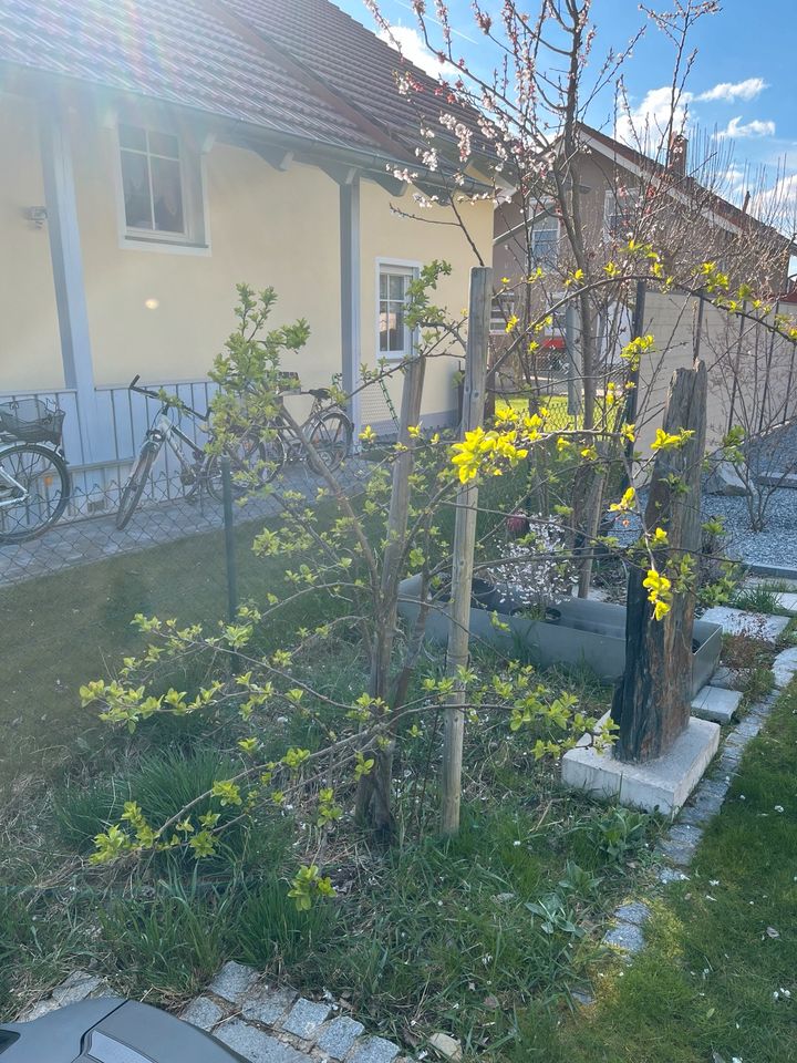 Zierapfel Baum in Loiching