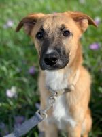 Fröhlicher EMIL ❤️ aus dem Tierschutz sucht sein Traumzuhause Bremen - Oberneuland Vorschau