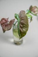 Syngonium Pink Jade, White Princess, White Butterfly variegata Köln - Porz Vorschau