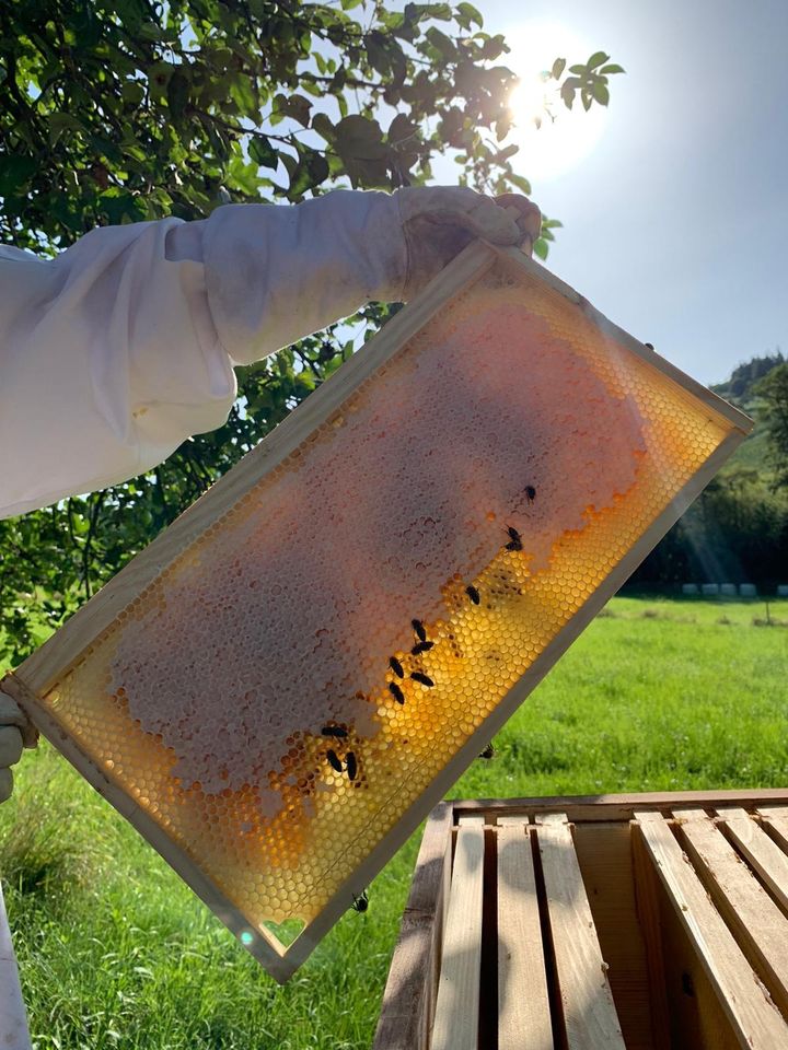 Bienenvolk Ableger in Osann-Monzel