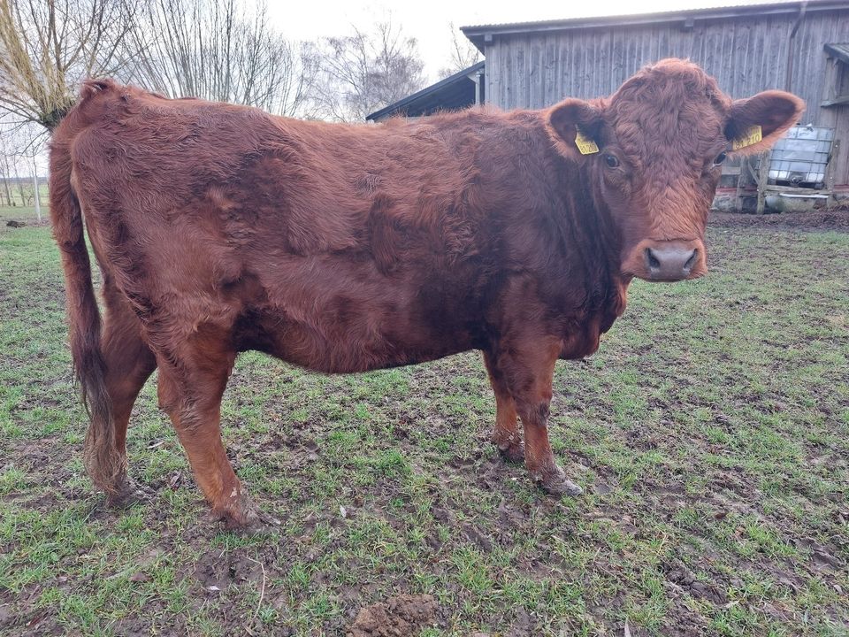 Dexter - 2 reinrassige Kühe, hornlos in Boitzenburger Land