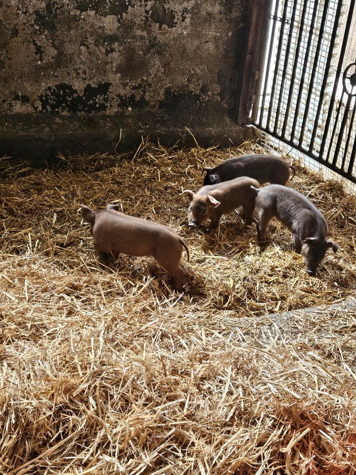 Verkaufe  4 Duroc Ferkel in Großtreben-Zwethau