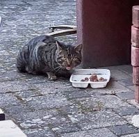 Katze zugelaufen - Alterlangen / Erlangen Bayern - Erlangen Vorschau