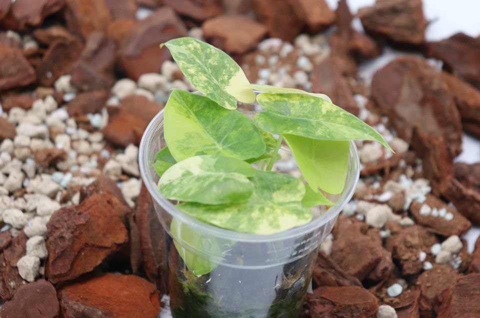 Alocasia Gageana Aurea in Brühl