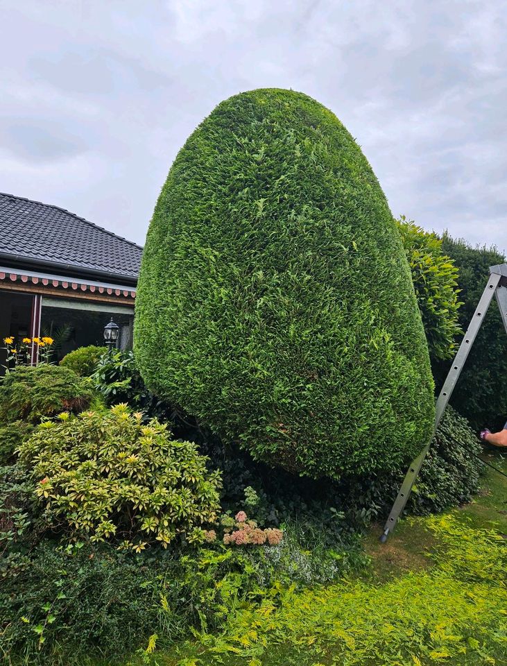 Heckenschnitt Heckenrodung Formschnitt Rückschnitt Gartenpflege in Bremerhaven