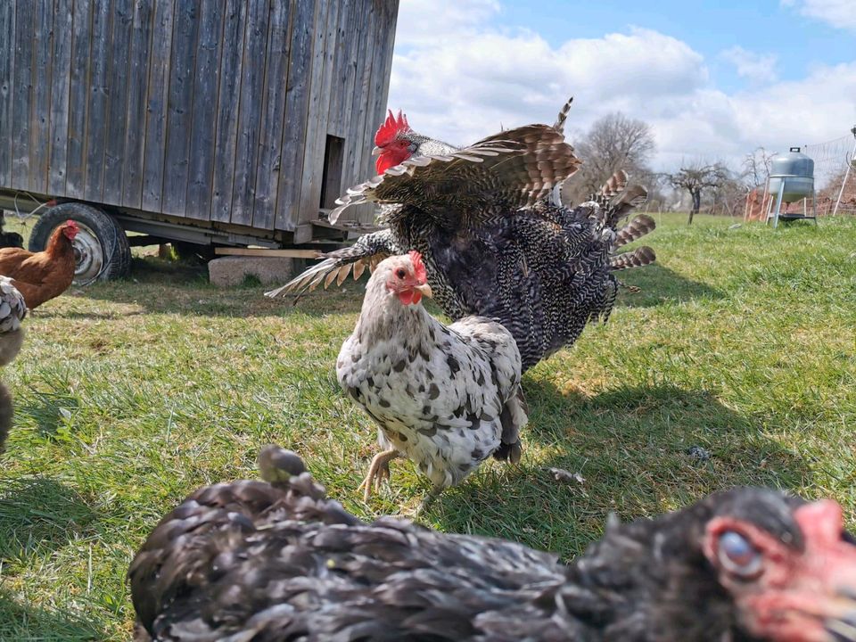 Suchen Grundfläche zur Pacht für unsere Hühner in Bruchsal
