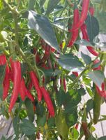 Chili Samen 10 Stück De Cayenne Schärfe 6-7 annuum 2023 BIO Bayern - Freising Vorschau