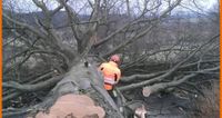 Baumfällung, Sturmschaden, Baum fällen, Forst Forstwirt Nordrhein-Westfalen - Herscheid Vorschau