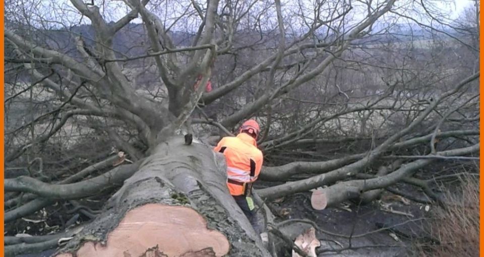 Baumfällung, Sturmschaden, Baum fällen, Forst Forstwirt in Herscheid