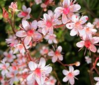 VARIEGATA  Bodendeckerblumen Flensburg - Fruerlund Vorschau