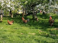 Bielefelder Kennhuhn, Bruteier, weibliche Küken, kennfarbig Sachsen - Grimma Vorschau