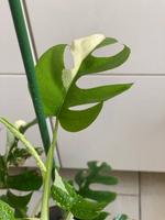 Monstera Minima Variegata Mitte - Wedding Vorschau