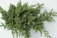 Japanischer Kriechwacholder 20-25cm - Juniperus procumbens Niedersachsen - Bad Zwischenahn Vorschau