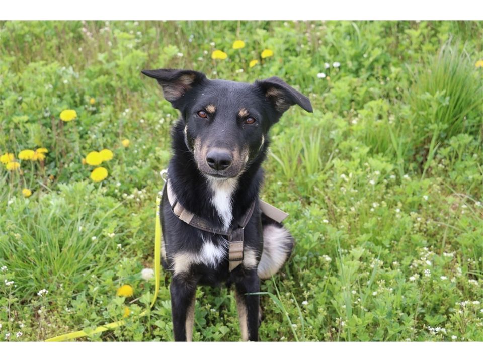 Django - hübscher Bub sucht Zuhause! in Geiselwind