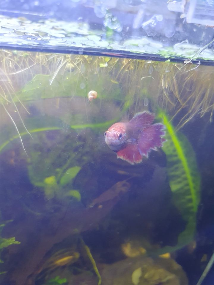 Nano Cube Dennerle 10 Liter in Massenbachhausen