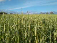 Bio Roggenstroh Rundballen Sachsen - Wohlbach Vorschau