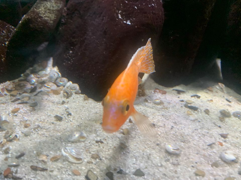 Aulonocara Firefish in Schleiden
