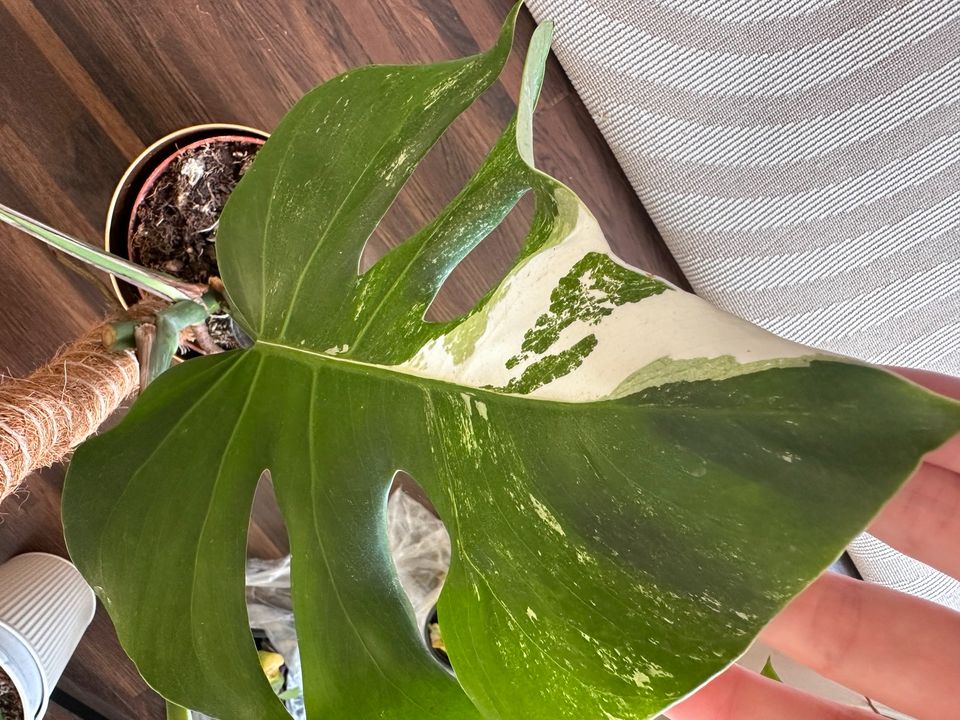 Monstera deliciosa variegata Ableger in Stuttgart