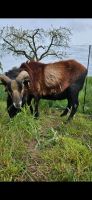 Kamerun Bock Brandenburg - Angermünde Vorschau