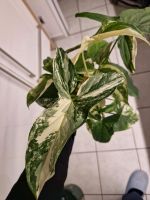 Syngonium albo variegata Stecklinge Nordrhein-Westfalen - Neuss Vorschau