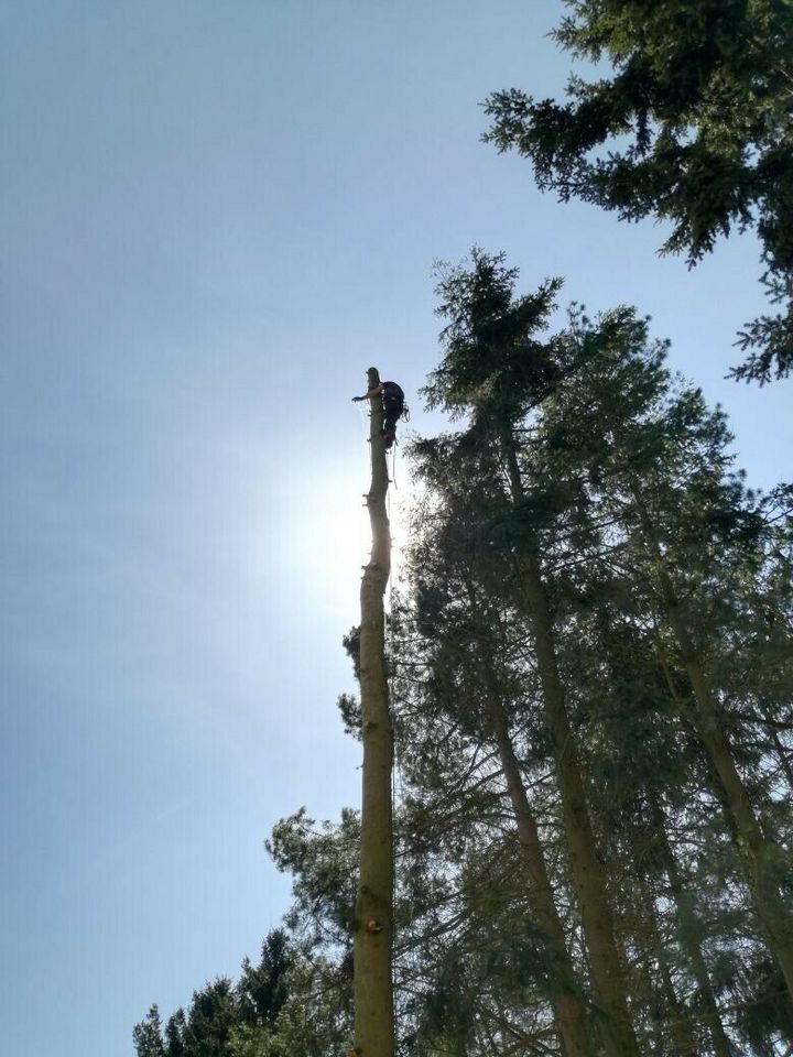 Garten- und Landschaftsbau, Baumfällung in Drei Gleichen