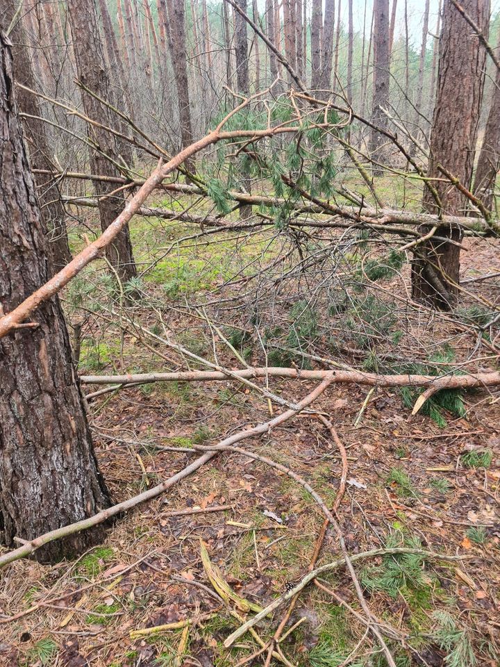 Nadelholz aus Sturmschaden/Kaminholz/Brennholz/Stammholz in Oranienburg