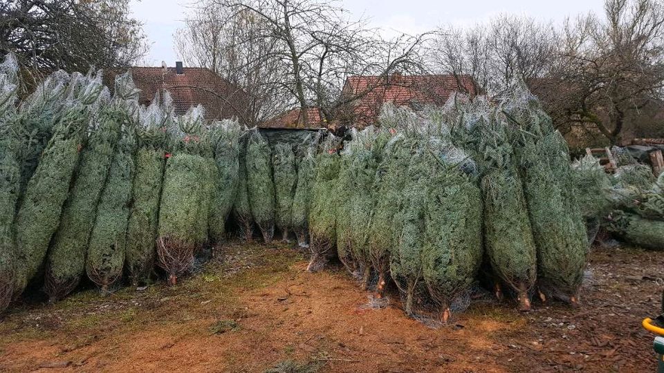 Nordmanntannen, Weihnachtsbäume, Schnittgrün, Dekorationsbäume in Limbach