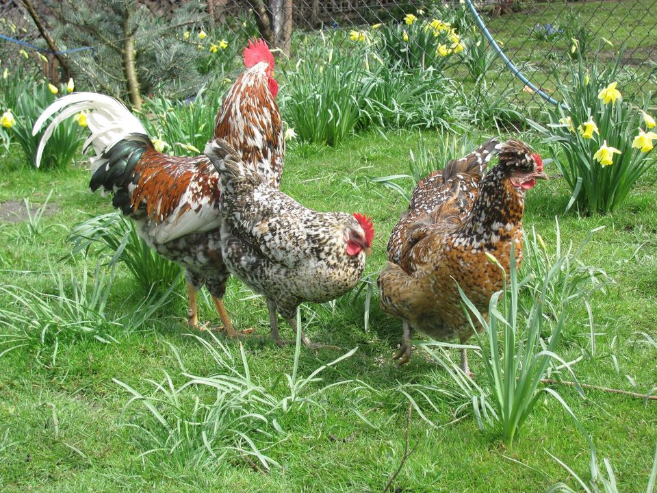 Schwedisches  Blumenhuhn Eier  Bruteier in Doberschau