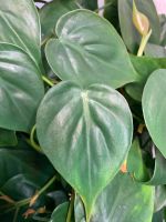 Ableger Philodendron Scandens Steckling Nordrhein-Westfalen - Mechernich Vorschau