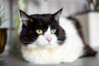 Schmusekater Markus sucht seine Familie ohne andere Katzen Nordrhein-Westfalen - Bottrop Vorschau