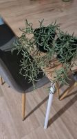 2x Fejka Ikea Topfpflanzen künstlich Sachsen - Penig Vorschau