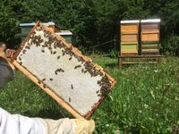 Carnica Bienenvölker - Wirtschaftsvölker - Ableger - Zander Bayern - Untergriesbach Vorschau